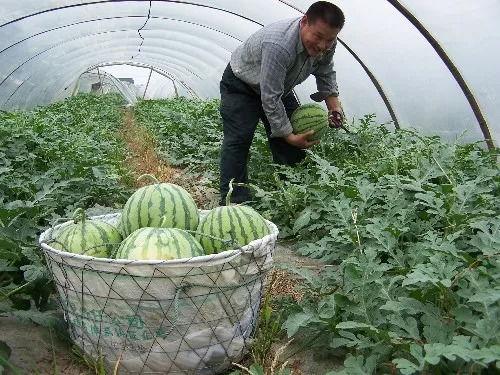 沙瓜和脆瓜怎么分开吃