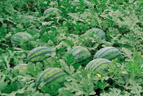 鹿羽吃瓜入口,揭秘娱乐圈幕后风云