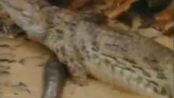 鳄鱼妹妹吃瓜,鳄鱼妹妹的瓜田奇遇记