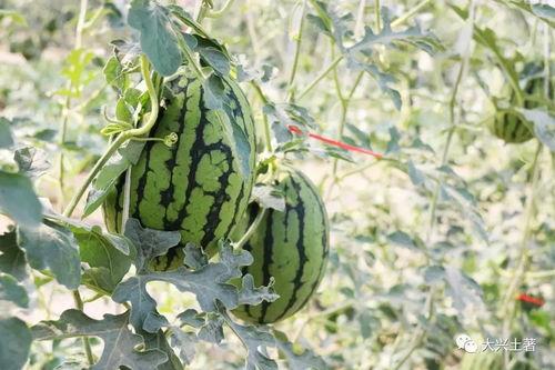 网红吃瓜香菜,网友直呼“太香了”！