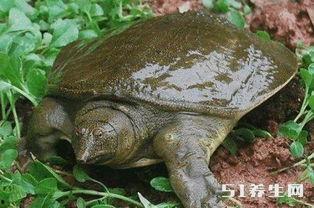 野生人类吃蜜瓜,野生人类探寻自然美味之旅